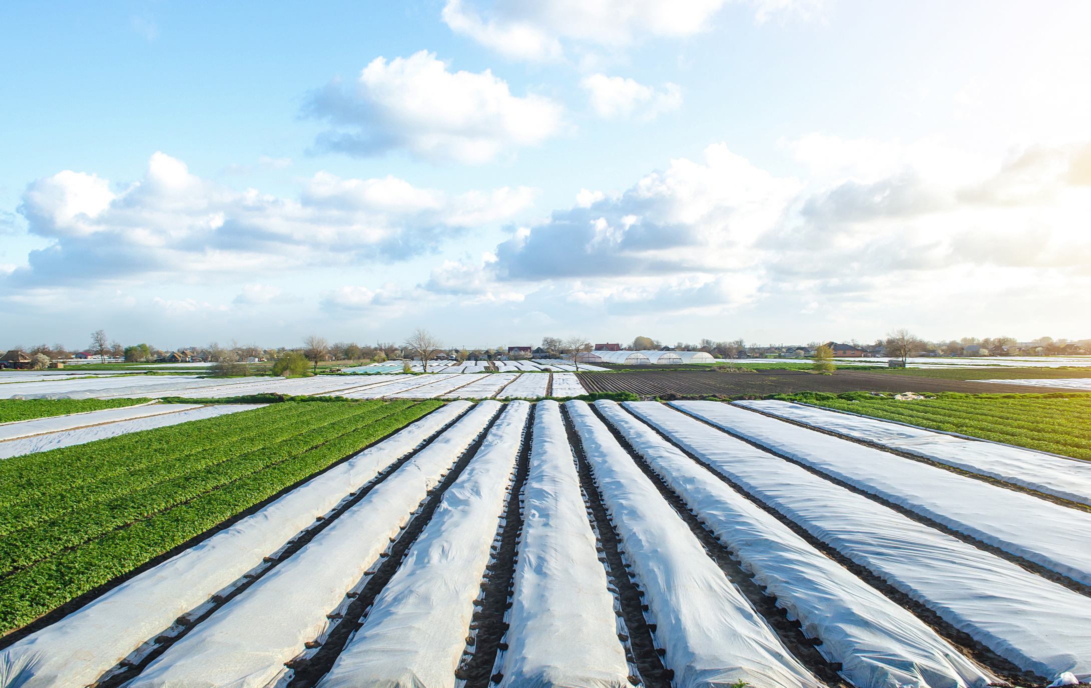 Crop covering