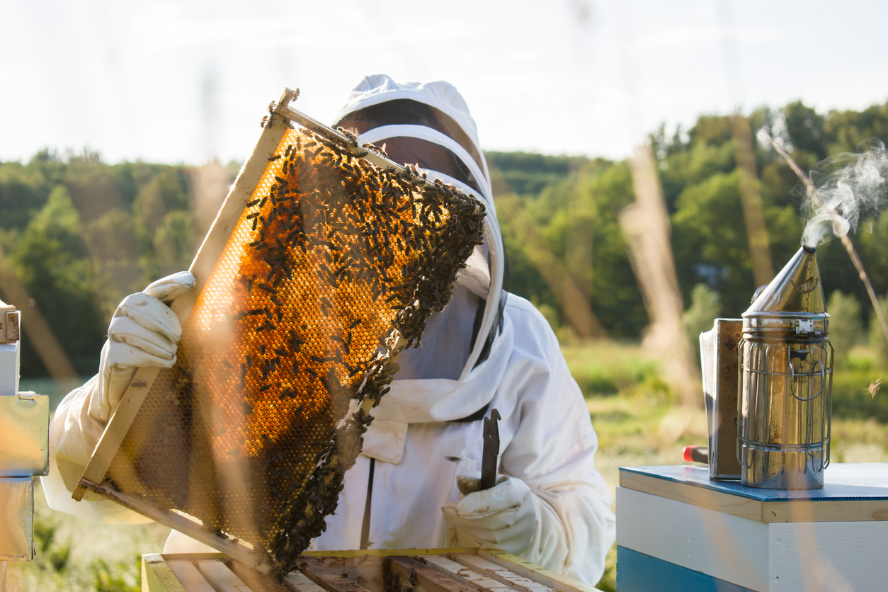 What Does Bee Insurance Cover? Hive Losses, Liability & More | Sandbox ...