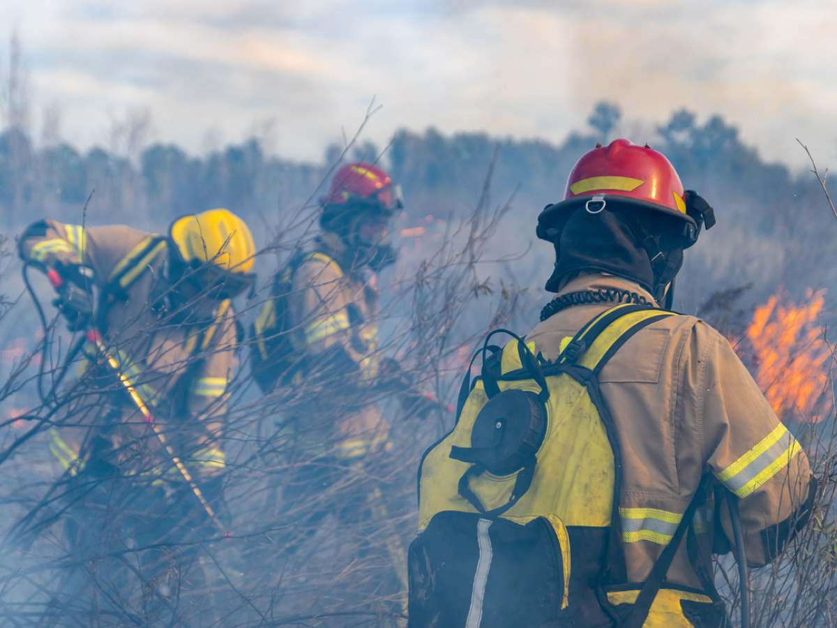 Firefighters put out a forest fire