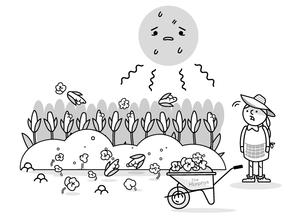 Hot sun pops corn crops into popcorn