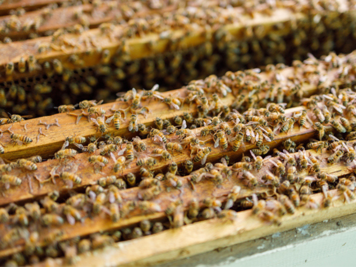 Close-up of honeybees crawling across the wooden top frames of an open hive box
