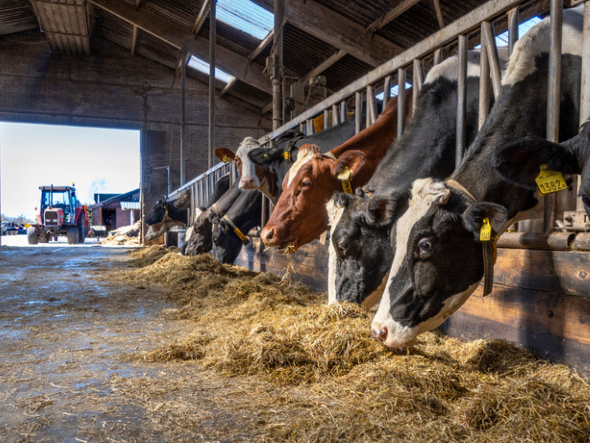 Dairy cows feeding on hay through barn stanchions, with a tractor parked by the open barn door