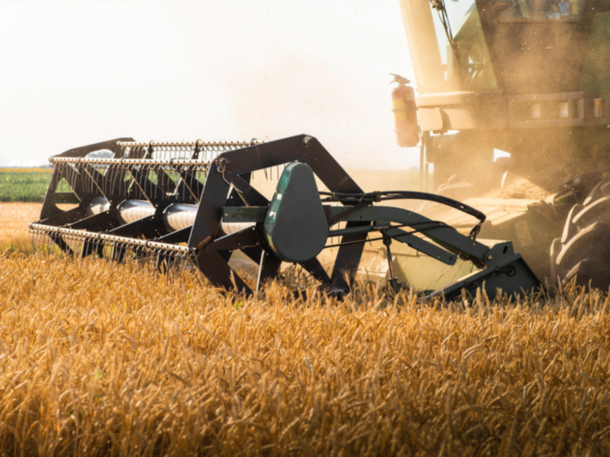 Farm equipment reaping mature wheat crops across a field under bright harvest conditions