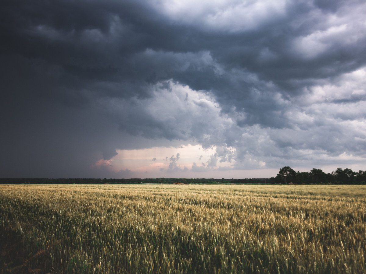 Storm approaching the horizon of crops