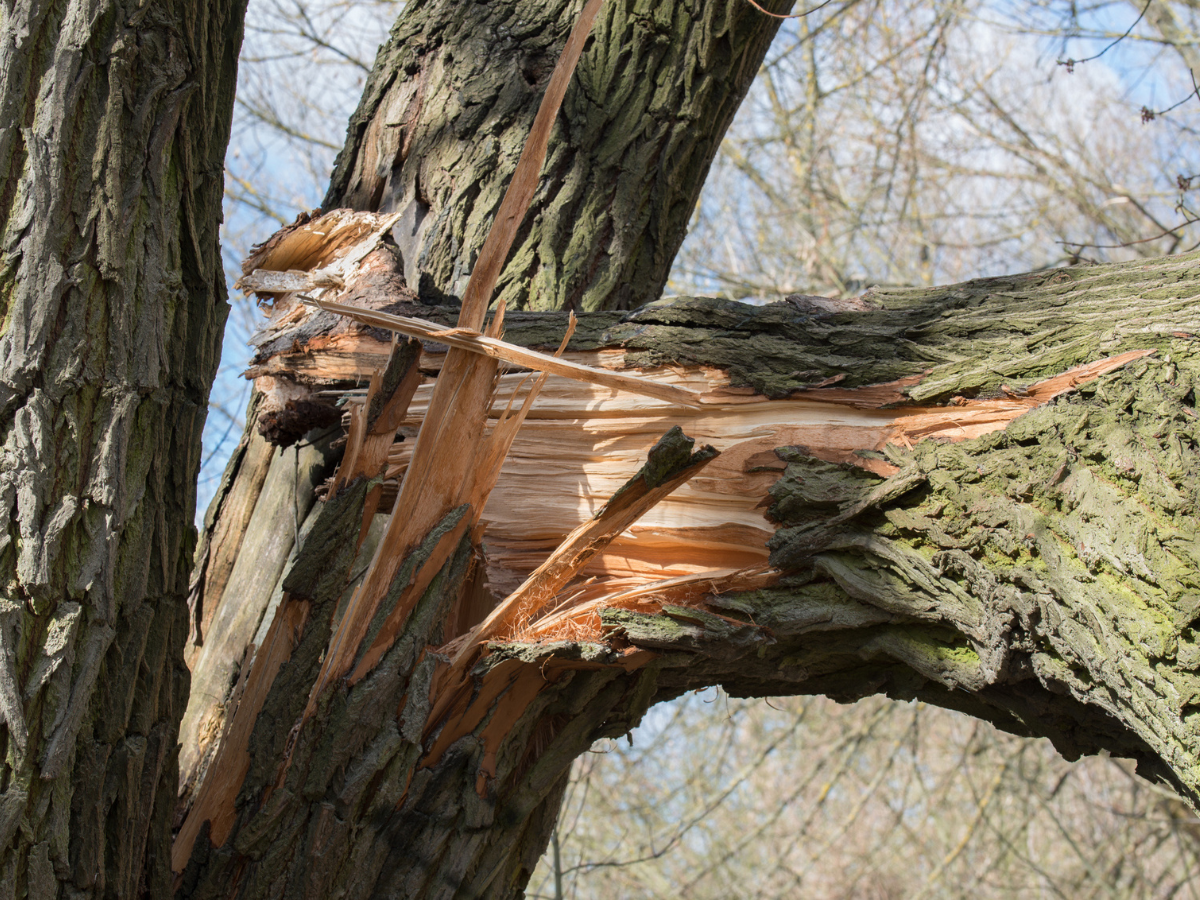 Broken tree branch with exposed interior wood and bark following wind or weather damage.