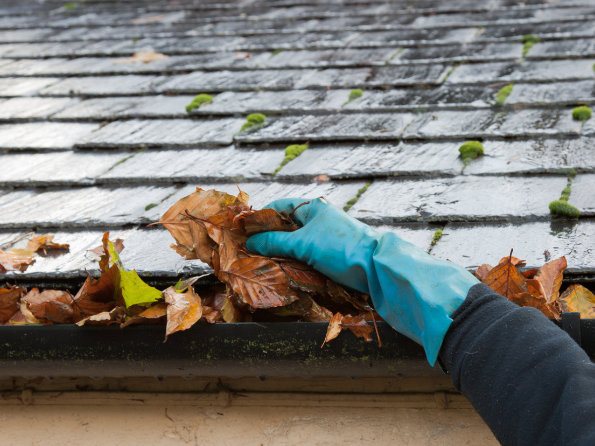 Gloved hand clearing leaves from a clogged gutter
