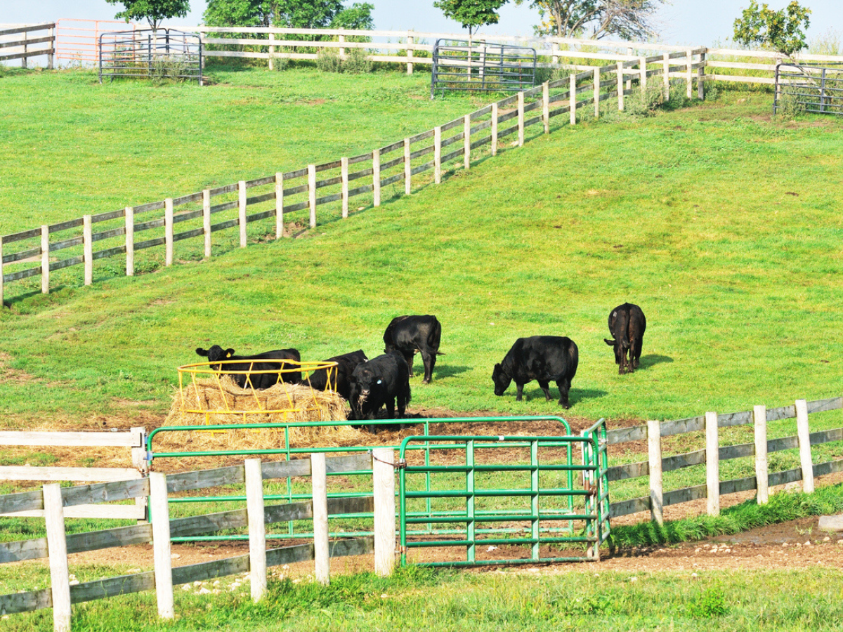 Livestock grazing in a fenced pasture with feeding area on a rural farm