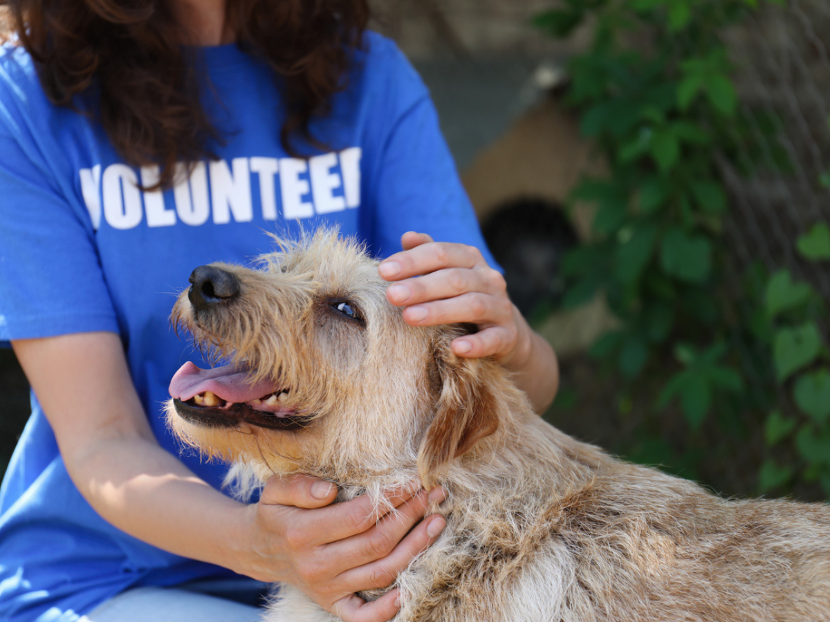 Volunteer pets a shelter dog