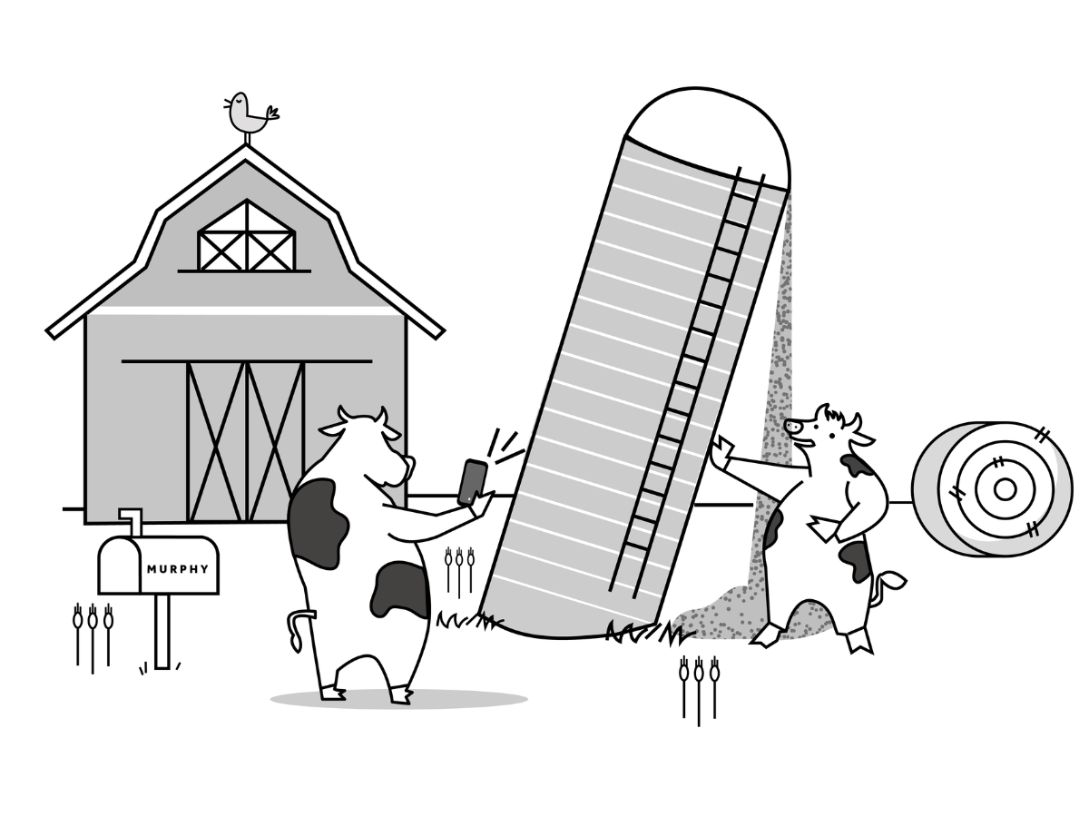 Cows take a photo with a leaning silo