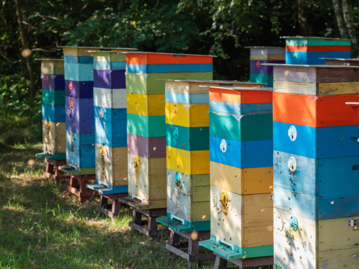 Row of brightly painted multi-tiered wooden beehives along a grassy woodland edge