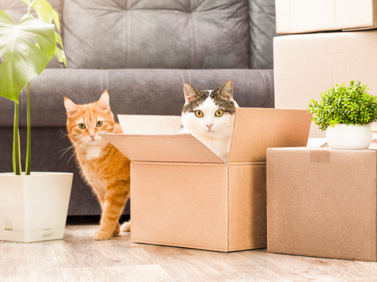 Unpacking and moving in to a home rental