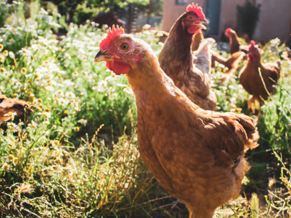 Chickens Hobby Farm