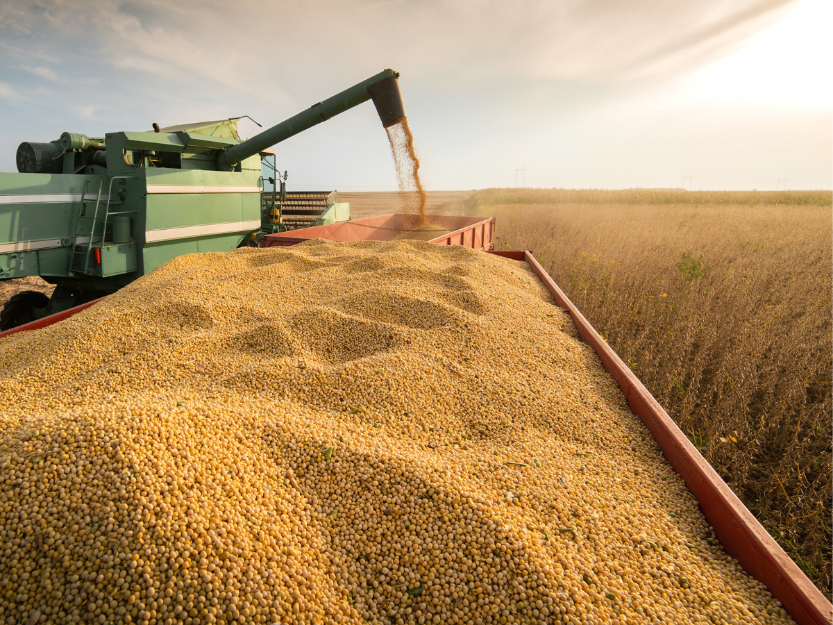 Farm equipment transferring freshly harvested soybeans from a field into a grain wagon