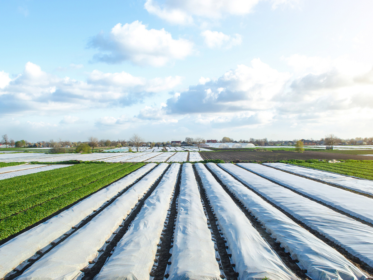 Crop covering