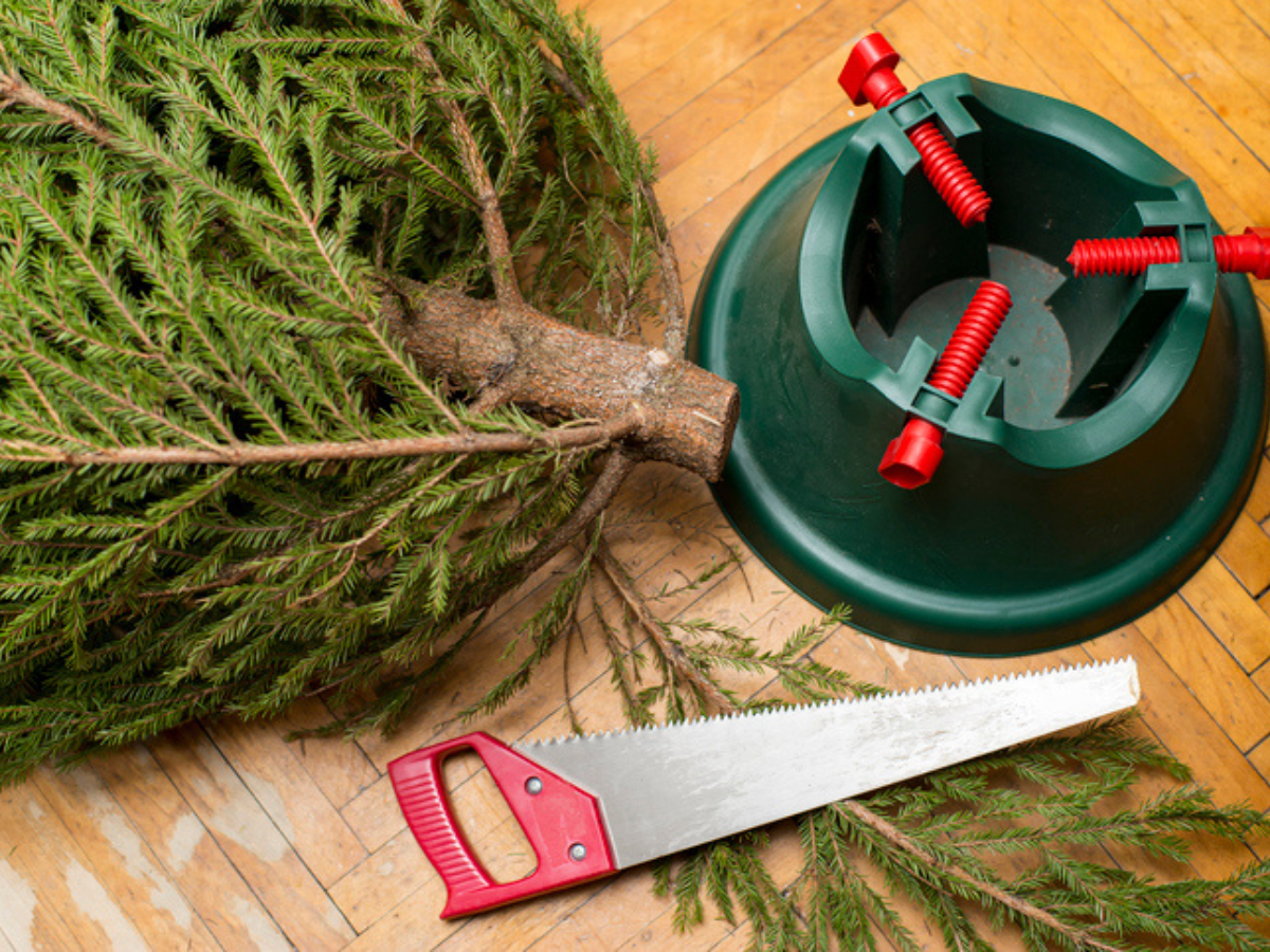 Fresh Christmas tree beside a tree stand and hand saw before holiday decorating.