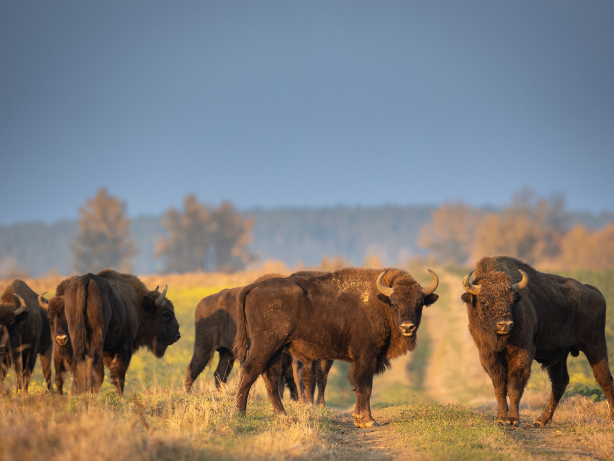Livestock standing in an open field during golden hour under a clear sky