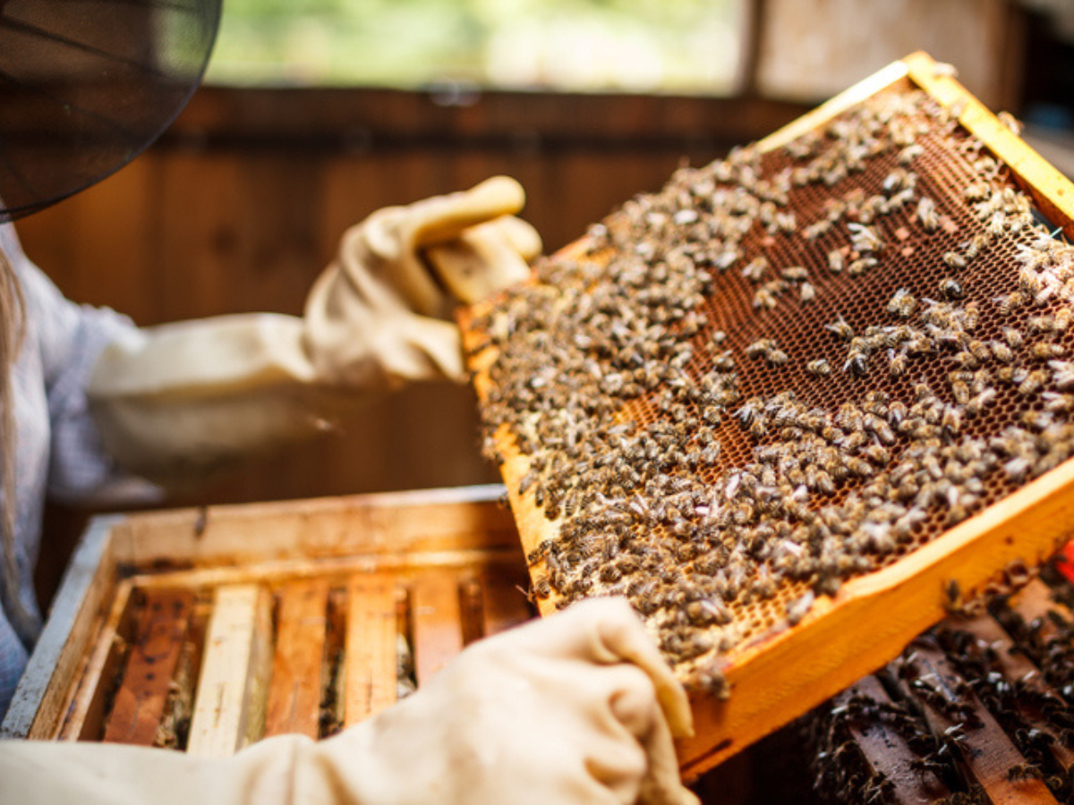 Beekeeper in veil and gloves lifting a honeycomb frame covered in bees from a hive