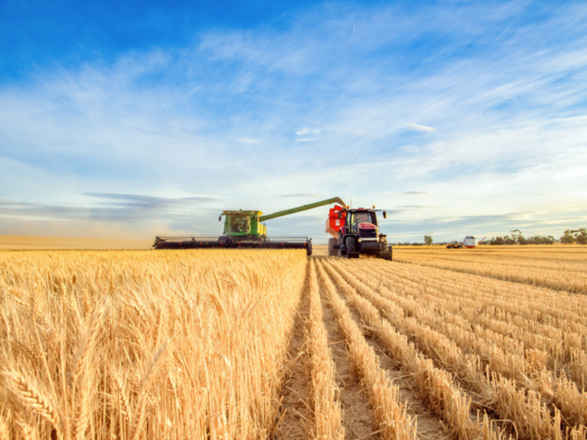 Combine harvester and tractor harvesting a golden wheat field under a blue sky