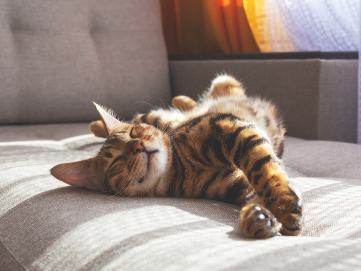 Pet in a condo