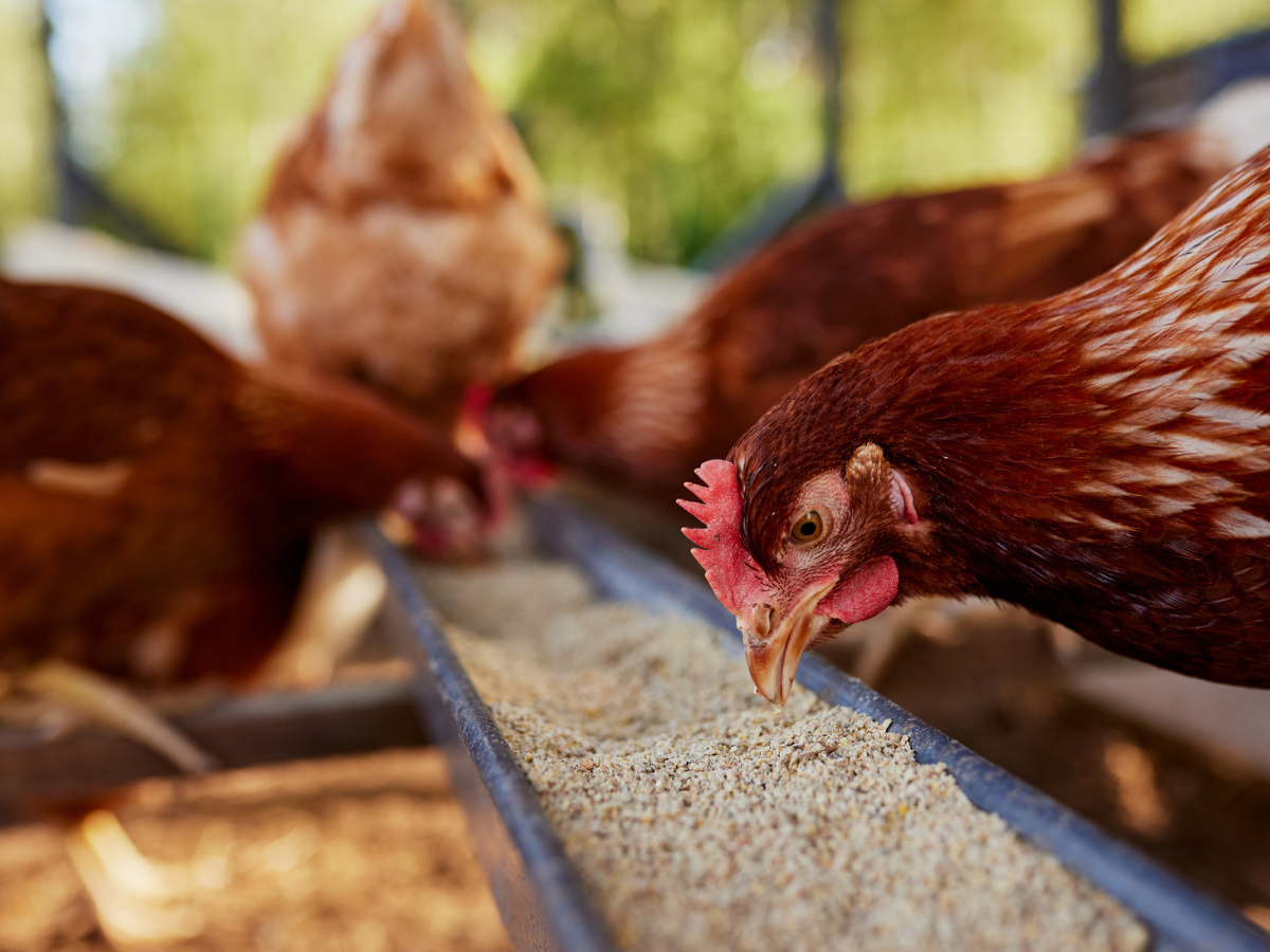 Farm chickens gathered around a feeder inside a poultry enclosure during feeding time