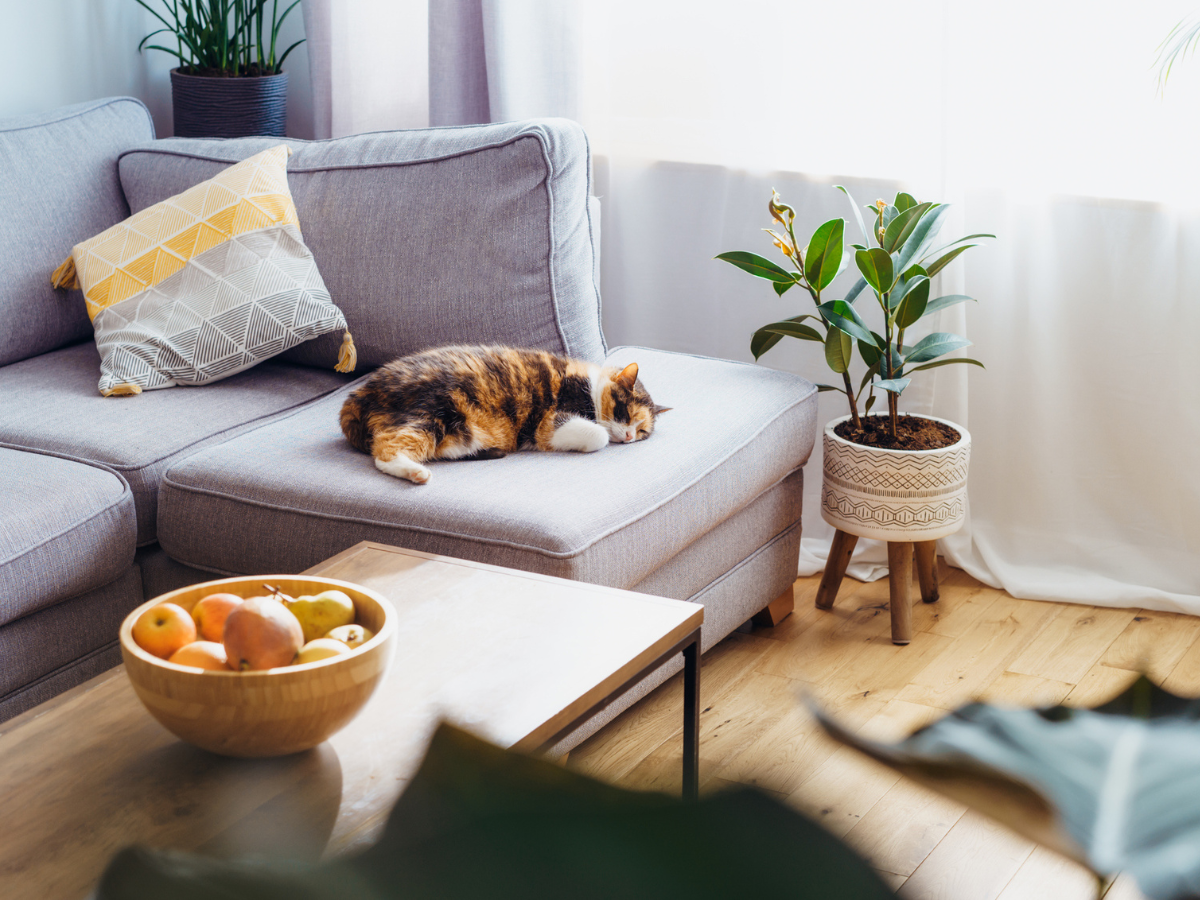 Cat sleeping on couch