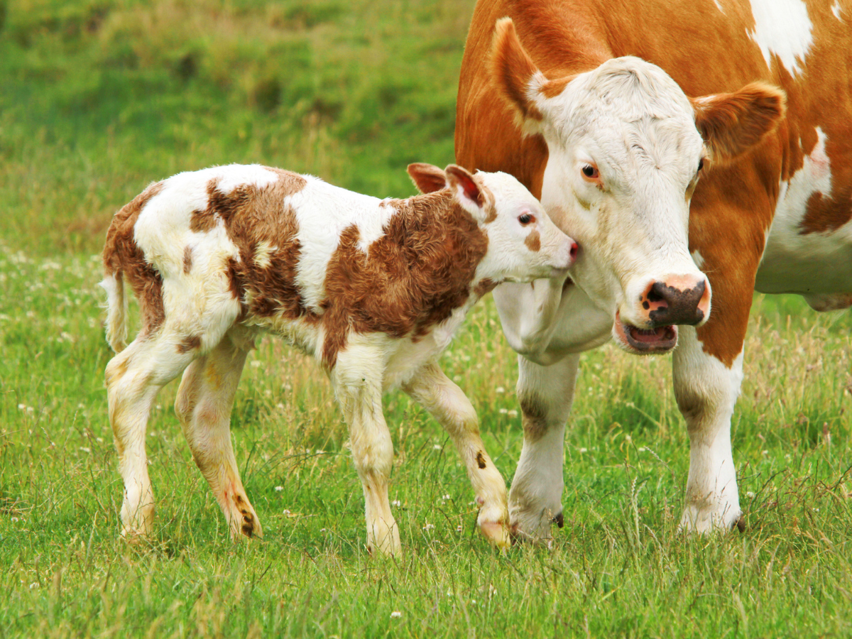 Livestock calf walking beside an adult cow in a grassy pasture