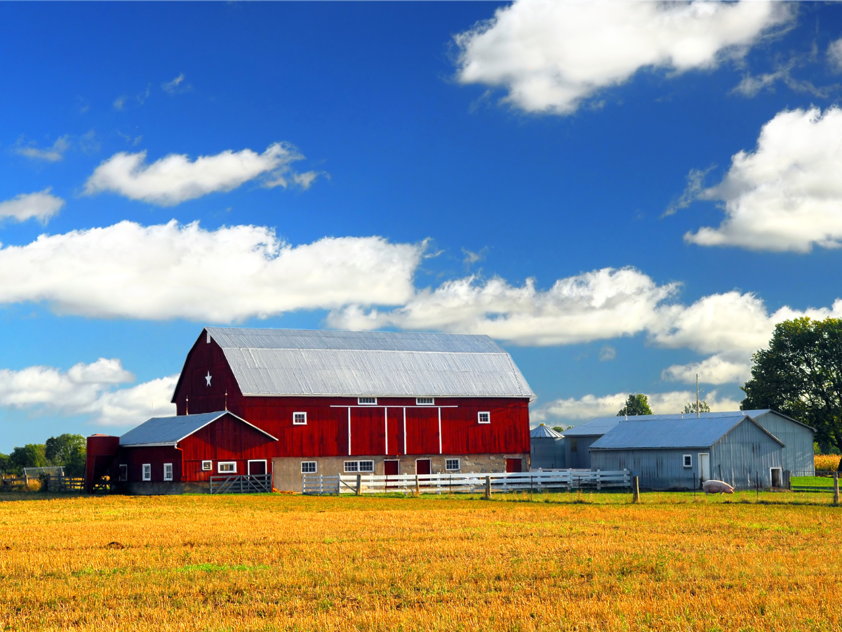 Red barn and outbuildings on a Farm surrounded by golden fields under a bright blue sky