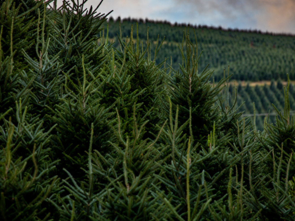Dense rows of Christmas trees growing on a tree farm landscape.