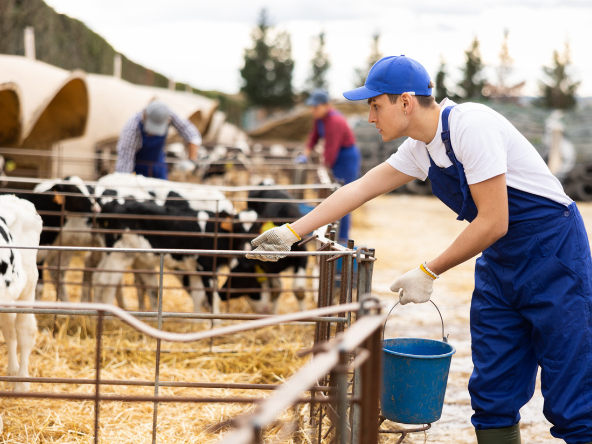 Farm worker tending to Livestock calves in a fenced feeding area on a dairy farm