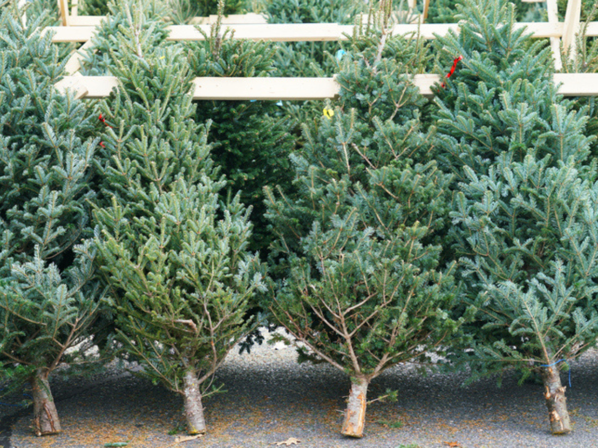 Fresh Christmas trees displayed for sale at an outdoor tree lot.