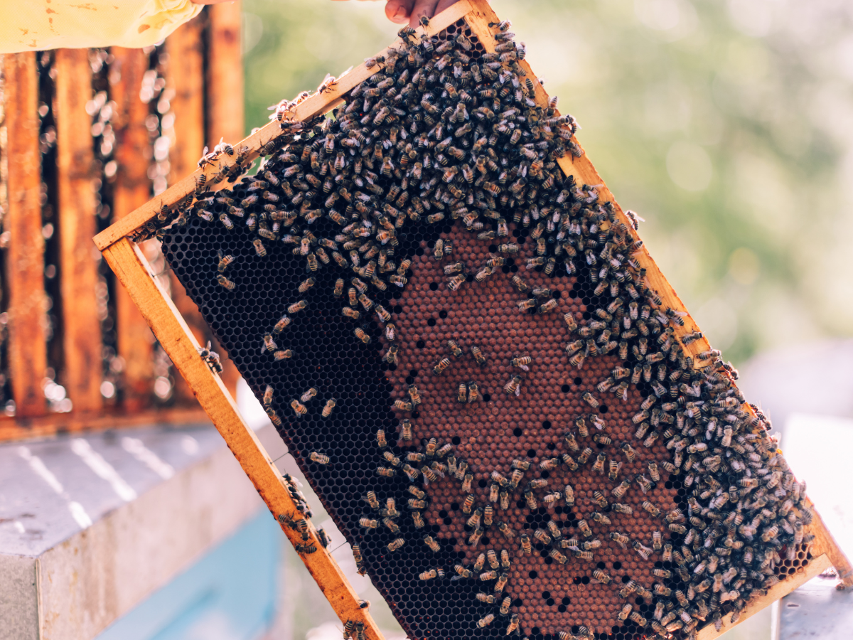 What Does Bee Insurance Cover? Hive Losses, Liability & More | Sandbox ...