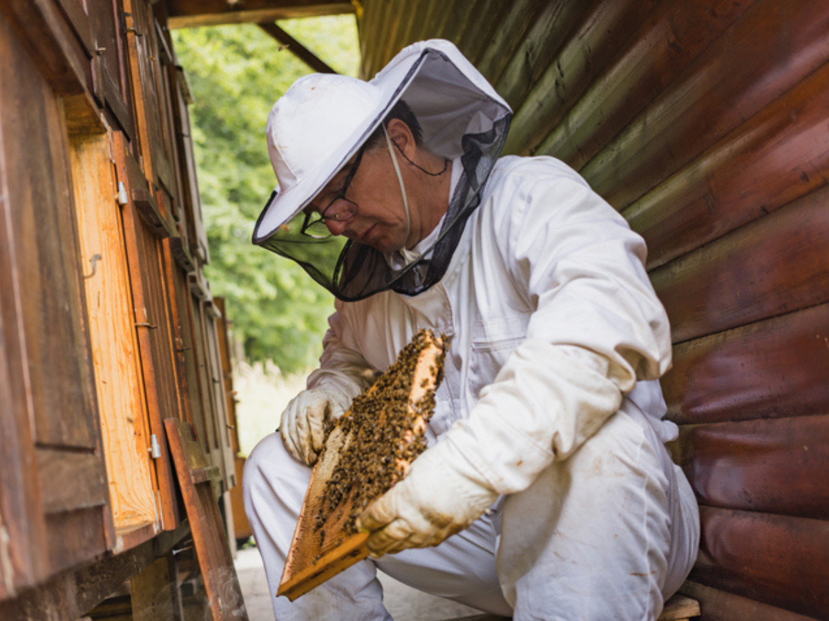 Beekeeper inspecting a hive up close — proactive care and the right coverage help protect both bees and your investment, with support from Sandbox Mutual Insurance