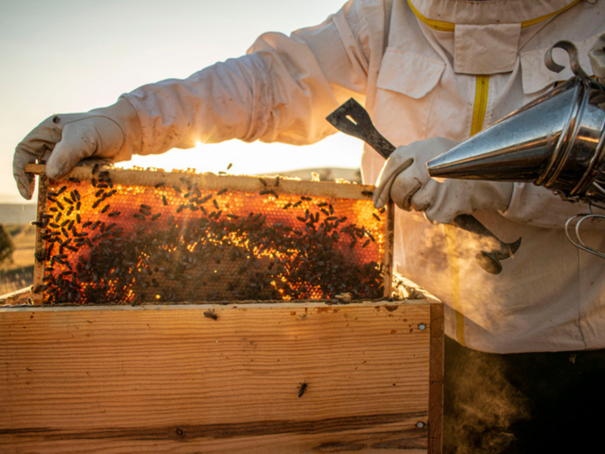 Harvesting honey at sunset — protecting your hard work with the right insurance matters, whether you're just starting out or running a growing beekeeping business
