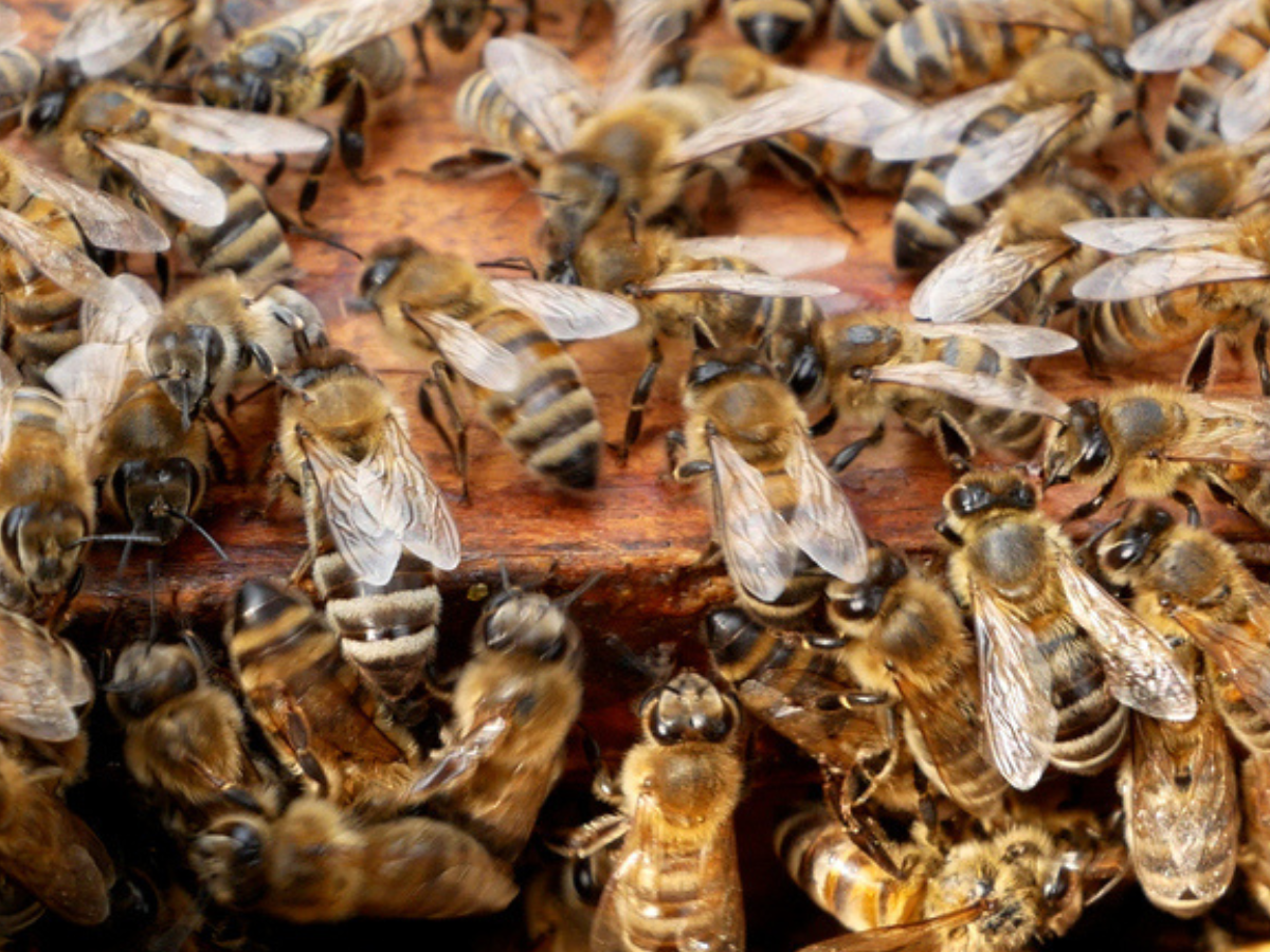Honeybees working together on a hive frame — a reminder of the teamwork and protection that keeps Prairie ecosystems thriving, just like Sandbox supports beekeepers
