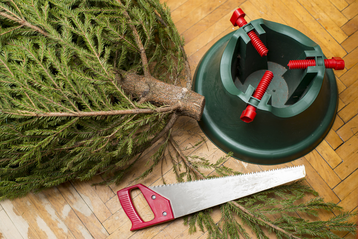 Shaving an inch of the tree