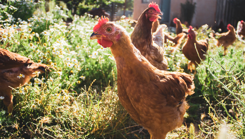 Chickens Hobby Farm