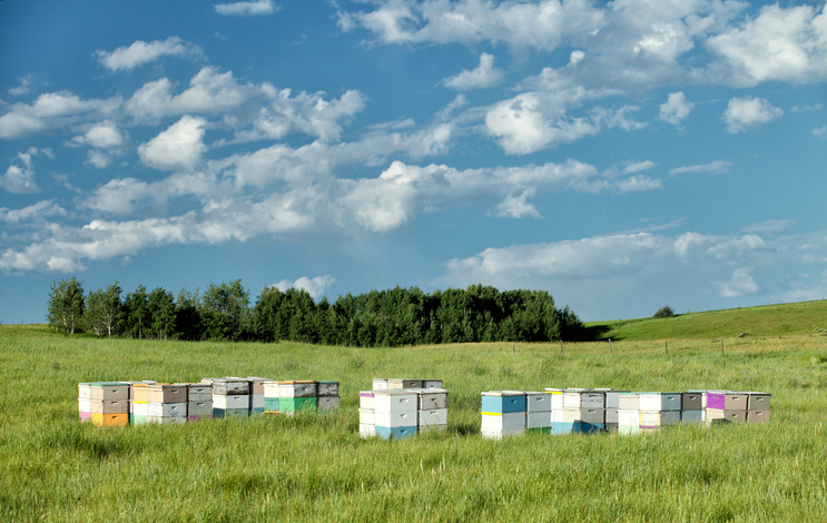 Bee Farming