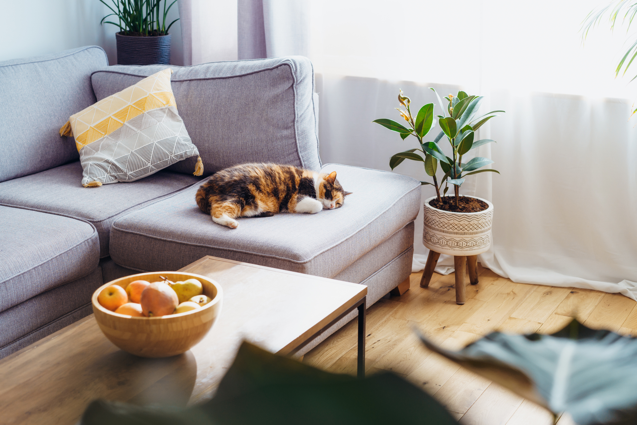 Cat sleeping on couch