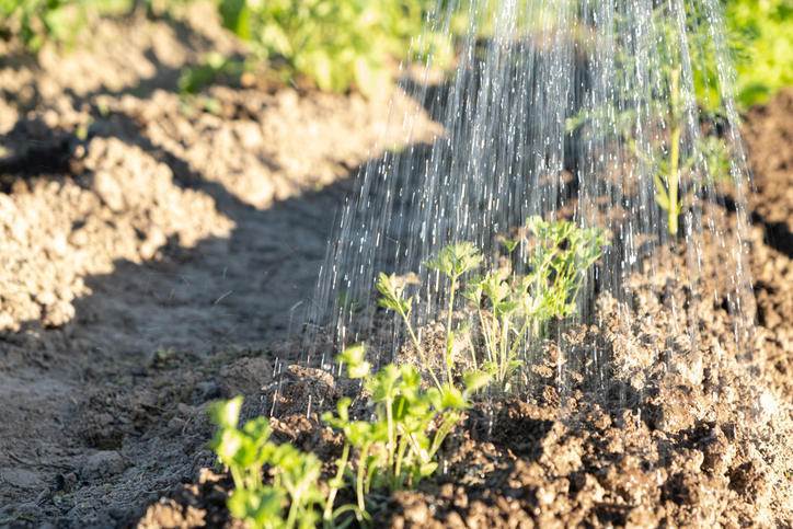 Watering Crops Hobby Farm