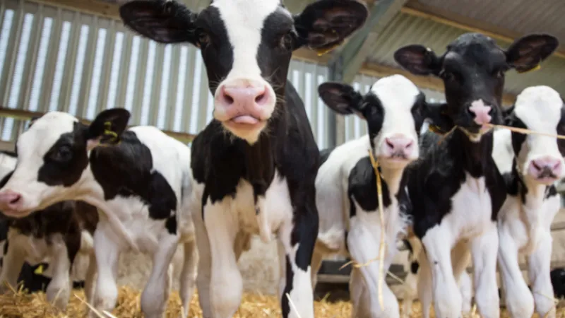 Calves standing on hay in a barn.