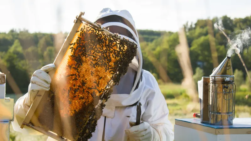 Beekeeper examining honeycomb frame.