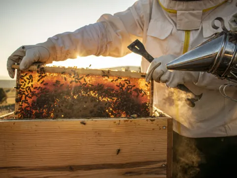 Beekeeping