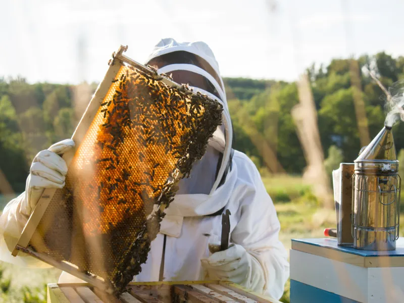 Beekeeper examining honeycomb frame.